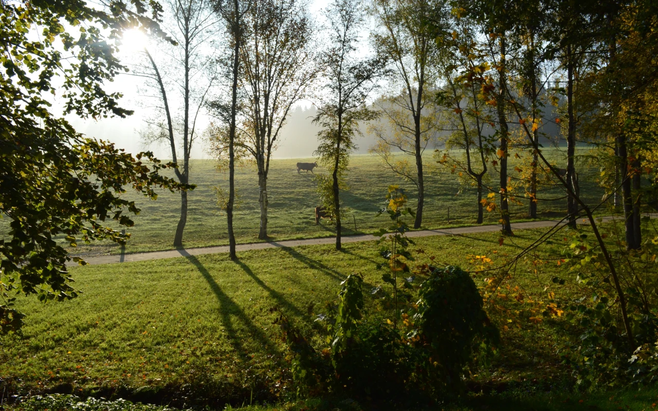 Bild Rinderweide Klinikpark