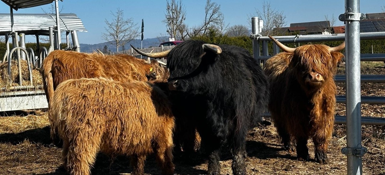 Hochlandrinder beim Fressen