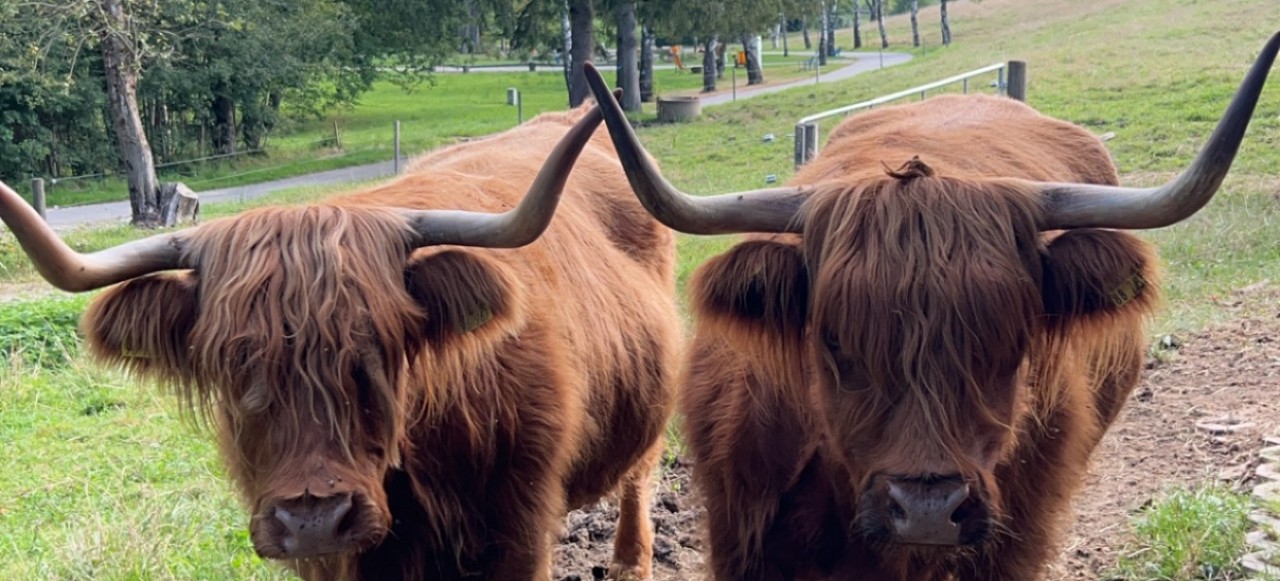 Hochlandrinder im Unterstand