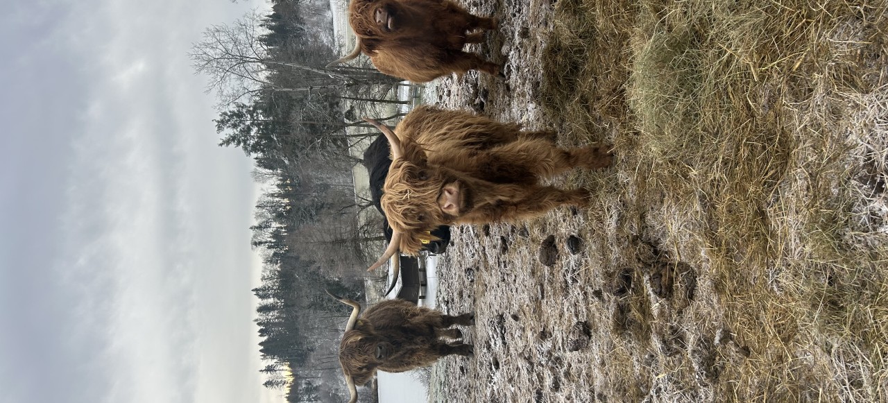 Hochlanderinder auf der Hausweide