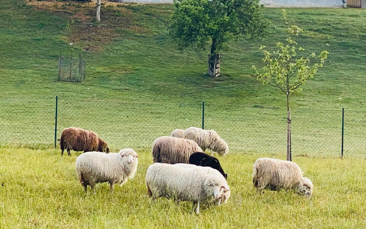 Bild Mehrere Schafe grasen auf einer eingezäunten Wiese. Im Hintergrund stehen Bäume und eine sanft ansteigende Grünfläche.