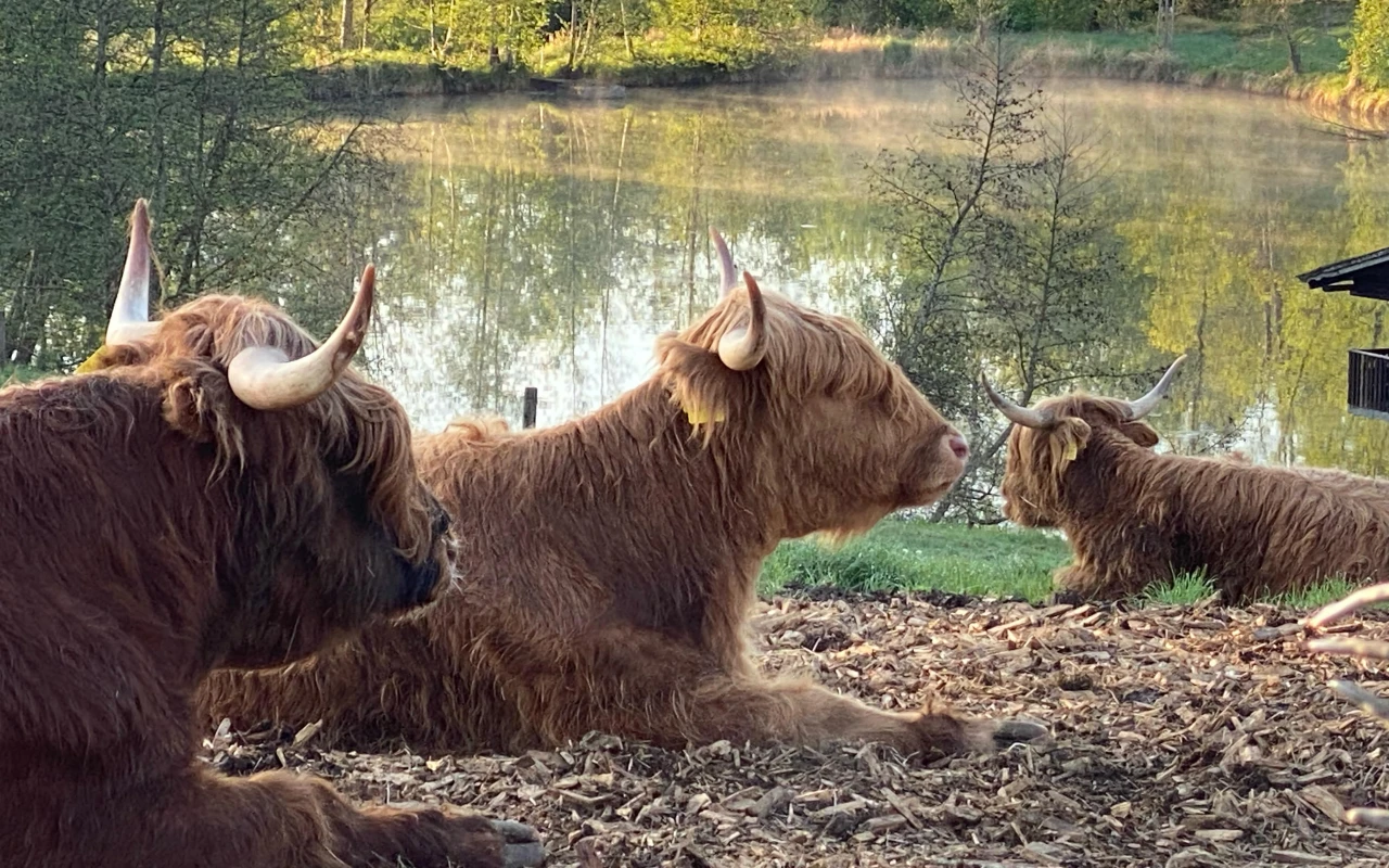 Bild Drei Highland-Rinder ruhen auf einer Wiese am Ufer eines Teiches. Im Hintergrund spiegeln sich Bäume im ruhigen Wasser.