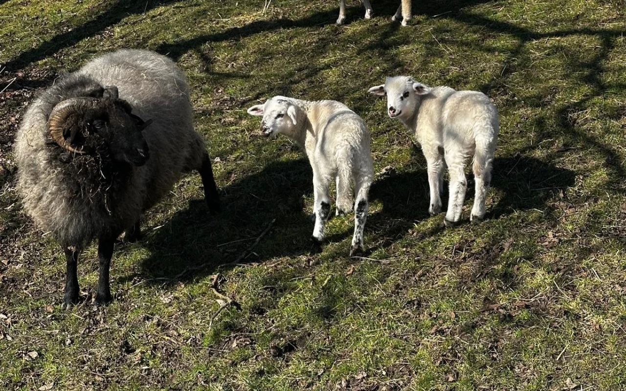 Bild Schafe und zwei Lämmer auf einer Weide.
