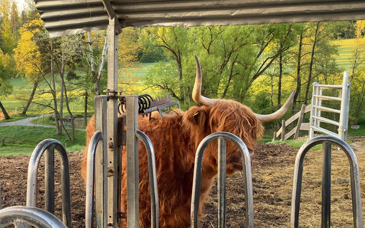 Bild Highland-Rind am überdachten Futterplatz mit Wiese und Bäumen im Hintergrund.
