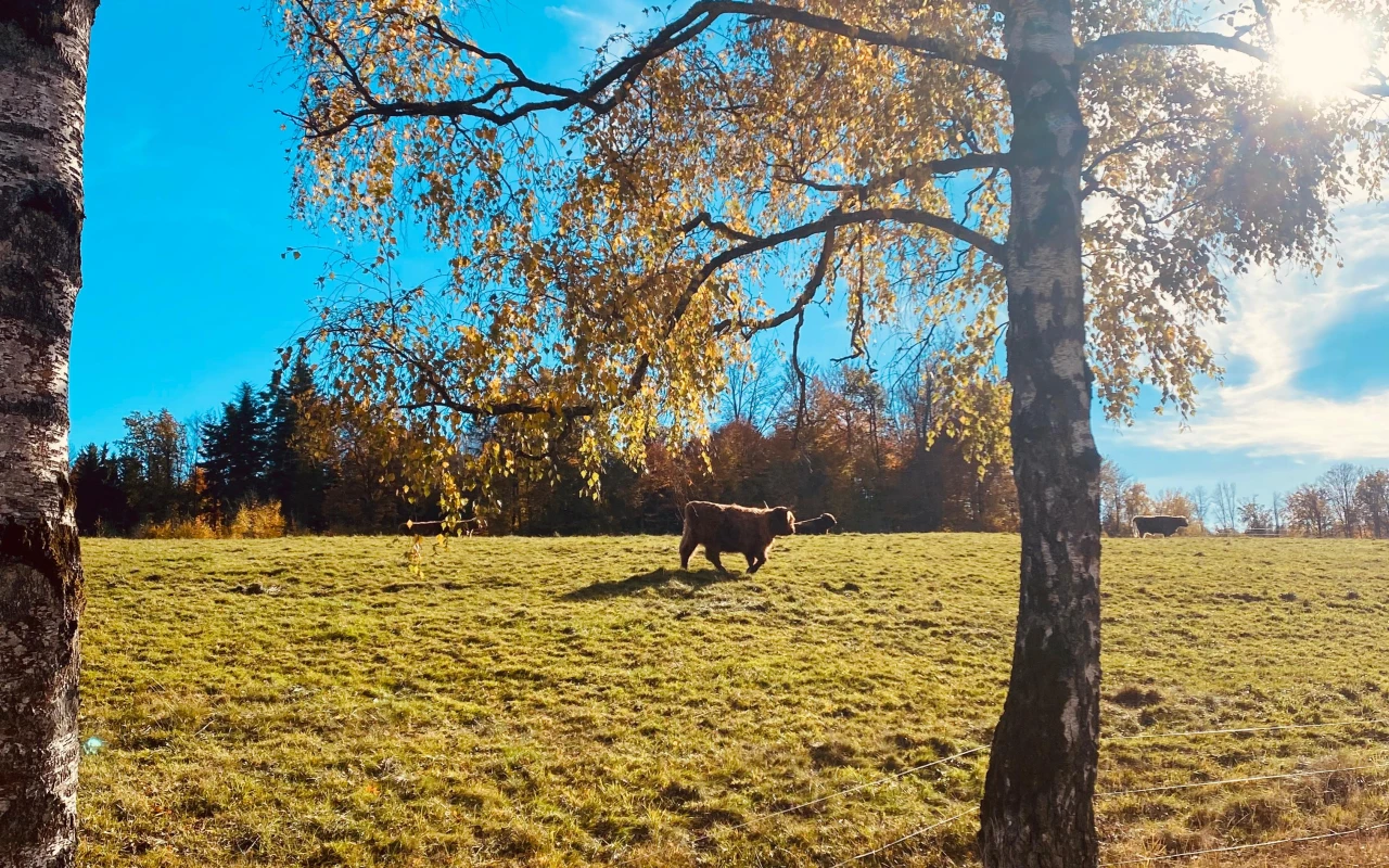 Bild Highland-Rind auf einer sonnigen Wiese mit Bäumen und blauem Himmel.