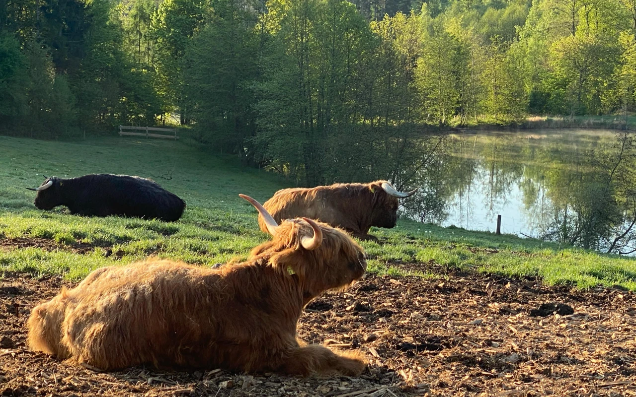 Bild Drei Highland-Rinder auf einer Weide neben einem Teich mit Bäumen im Hintergrund.