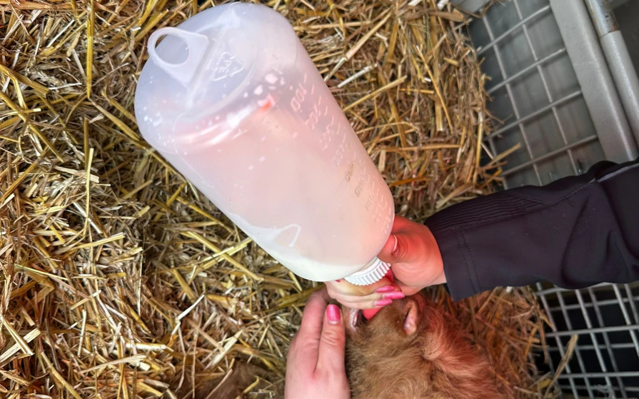 Bild Kalb wird im Stall mit einer Milchflasche gefüttert.