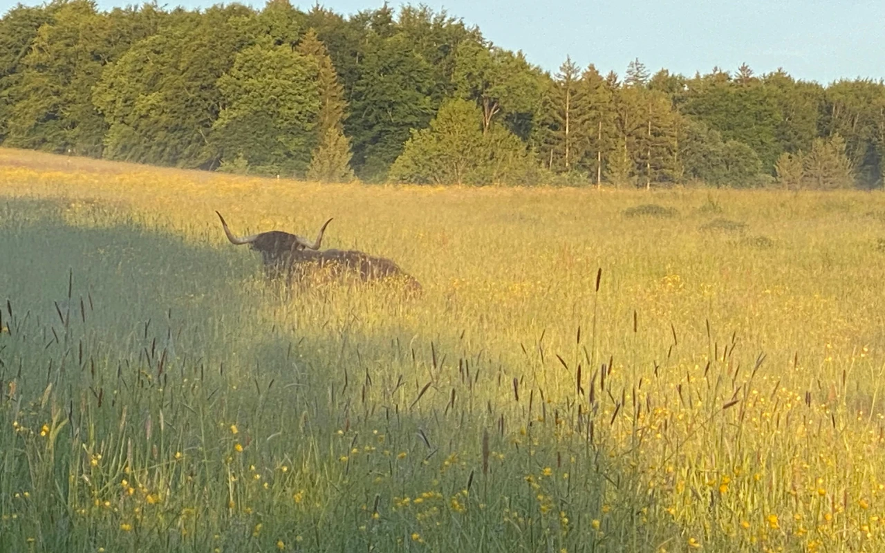 Bild in Highland-Rind liegt in einer blühenden Wiese mit hohem Gras. Im Hintergrund erstrecken sich Waldrand und Bäume unter klarem Himmel.
