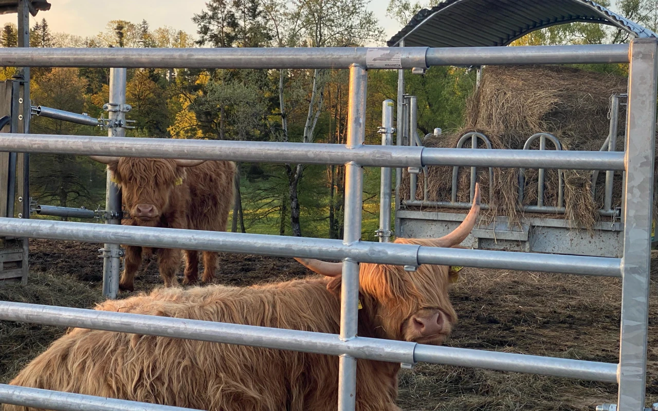 Bild Zwei Highland-Rinder in einem eingezäunten Gehege mit Futterplatz im Hintergrund.