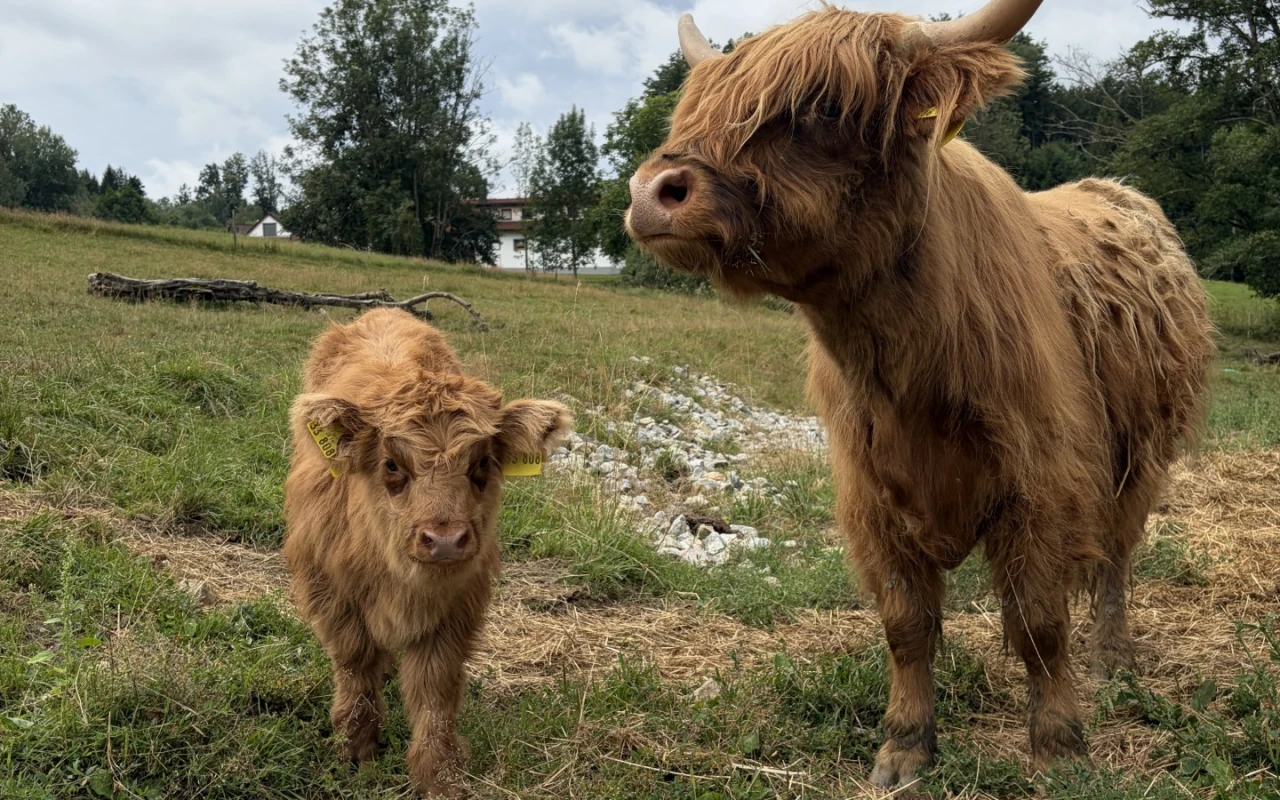 Bild Ein Highland-Rind mit seinem Kalb auf einer Wiese im Klinikgelände. Die Tiere stehen vor einer natürlichen Landschaft mit Bäumen, Wiese und einem Gebäude im Hintergrund.