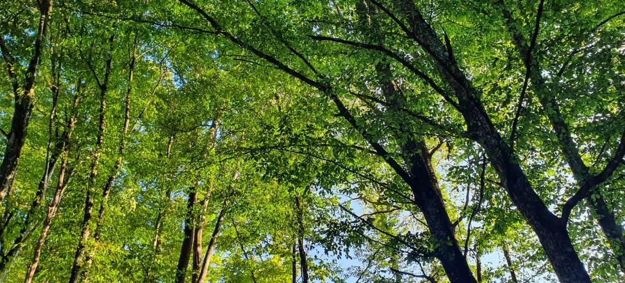 Wald - Klinikpark