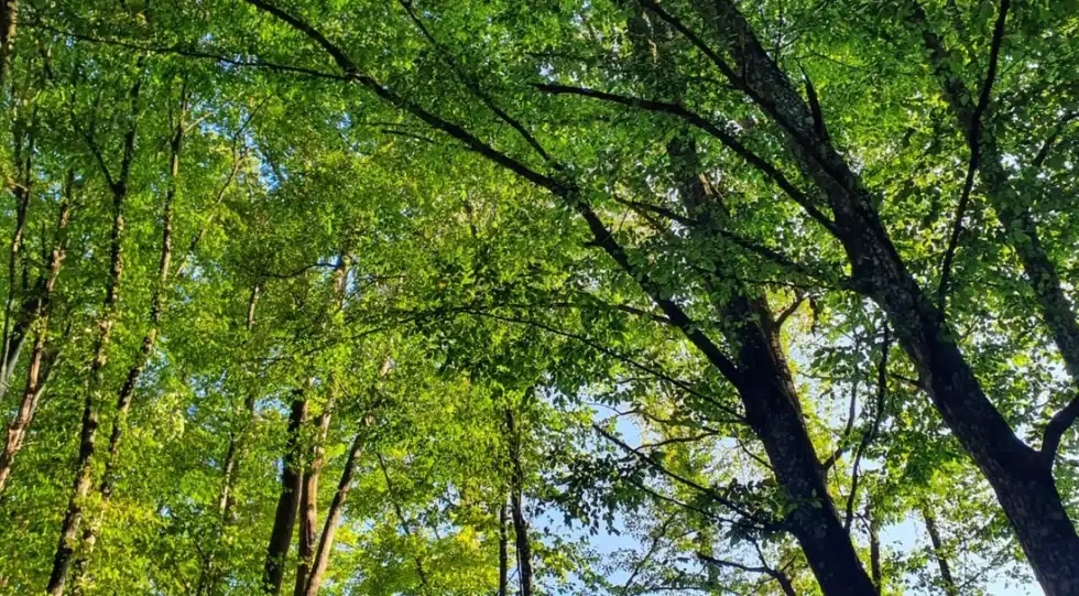 Wald - Klinikpark