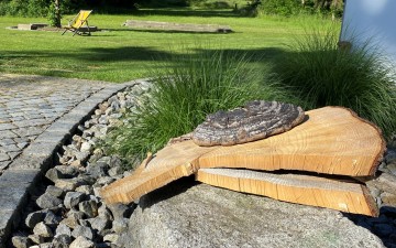 Bild Wald- und Naturtherapie